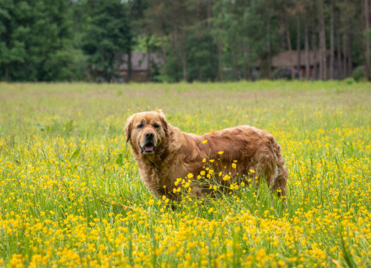 DOGS GO FREE!