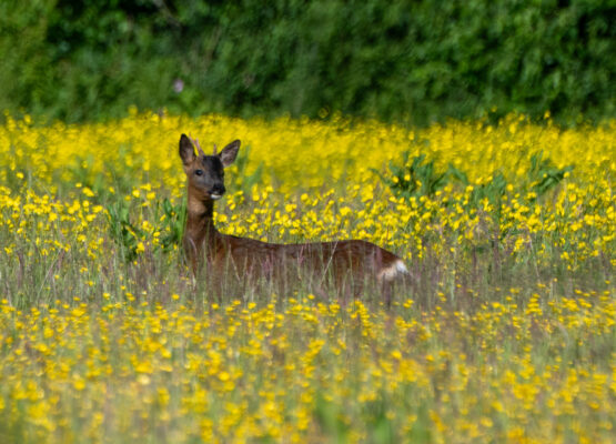 Wildlife & Woodland
