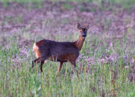 Wildlife & Woodland