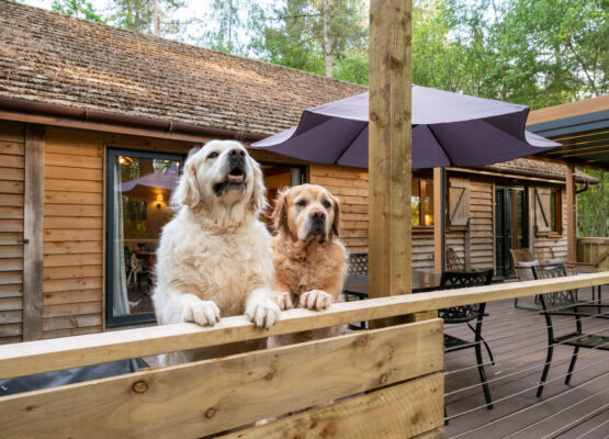 Dog Friendly Lodges 
